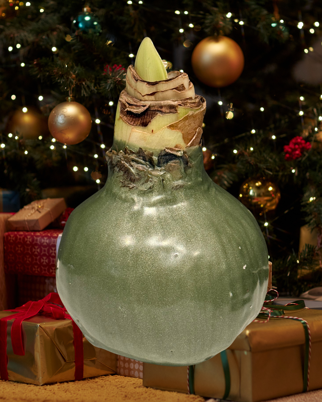 Weektopperrr: Elegante Wax Amaryllis – Bloeit vanzelf, geniet vanzelf!