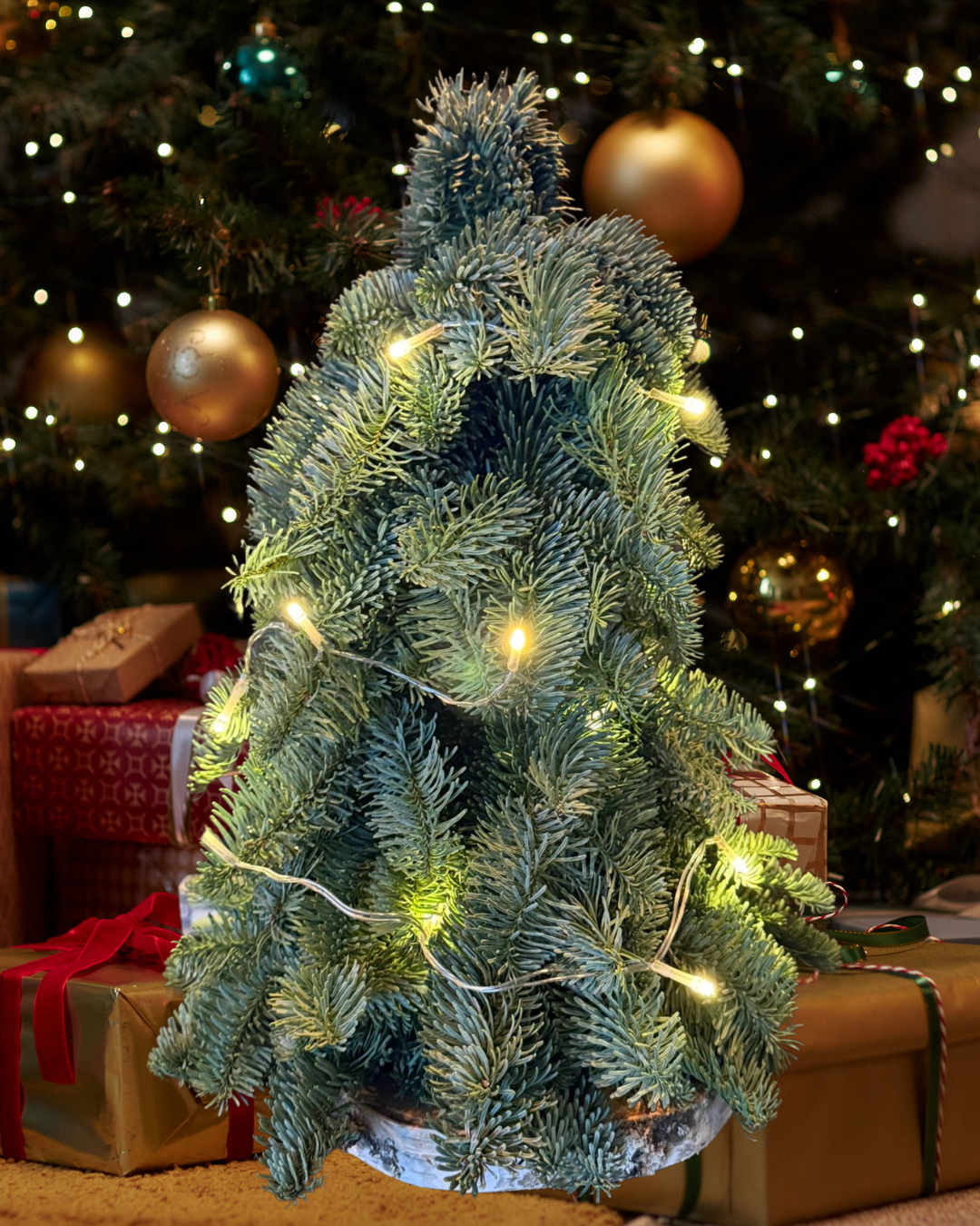 Weektopperrr: Charmante Nobilis Kerstboom – Straalt vanzelf, sfeert vanzelf!