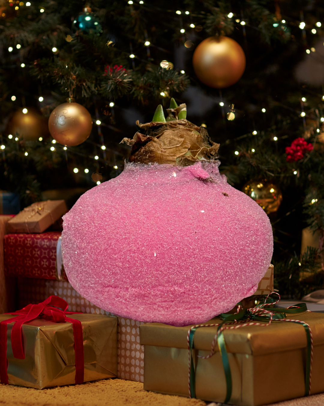 Weektopperrr: Elegante Wax Amaryllis – Bloeit vanzelf, geniet vanzelf!