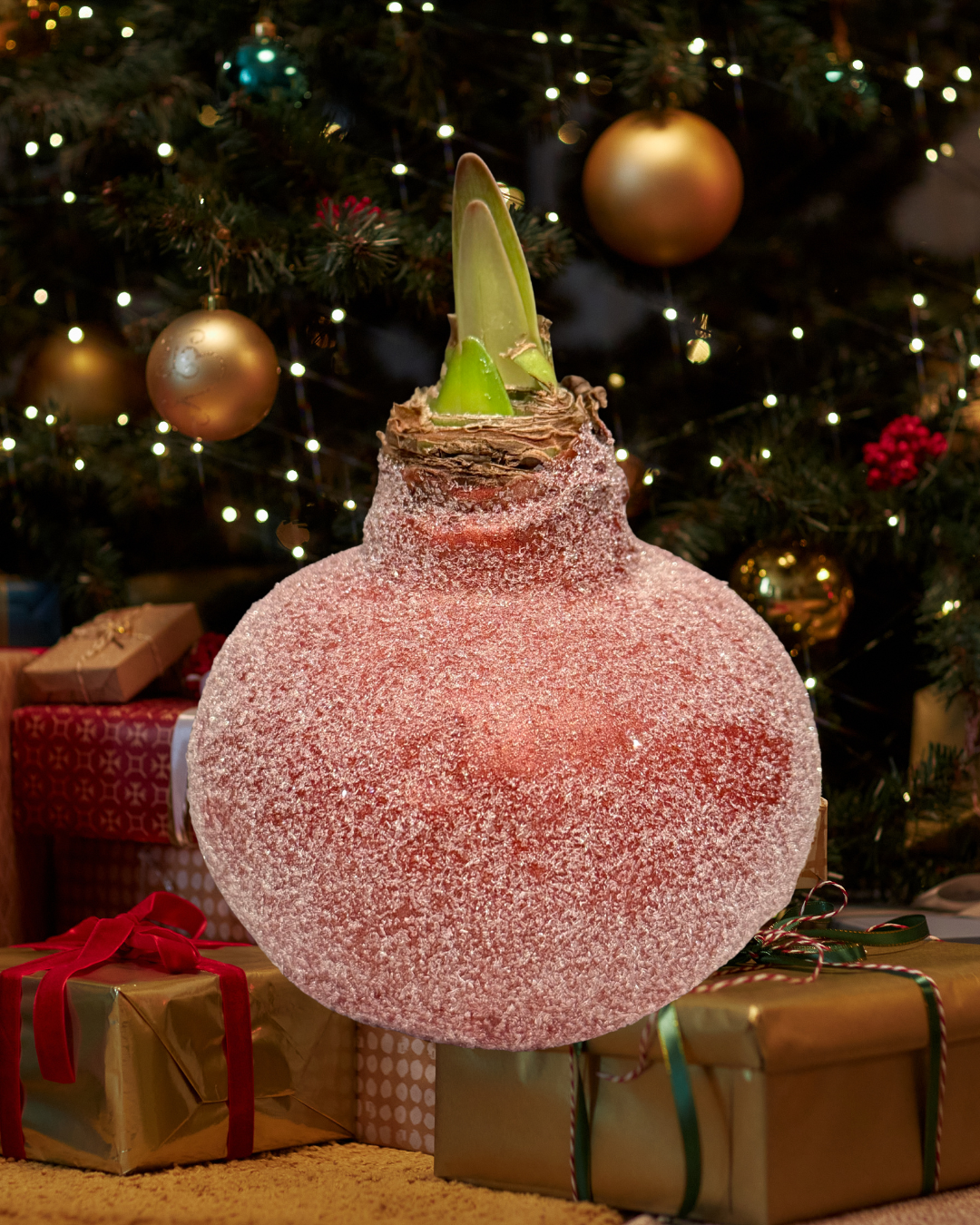 Weektopperrr: Elegante Wax Amaryllis – Bloeit vanzelf, geniet vanzelf!