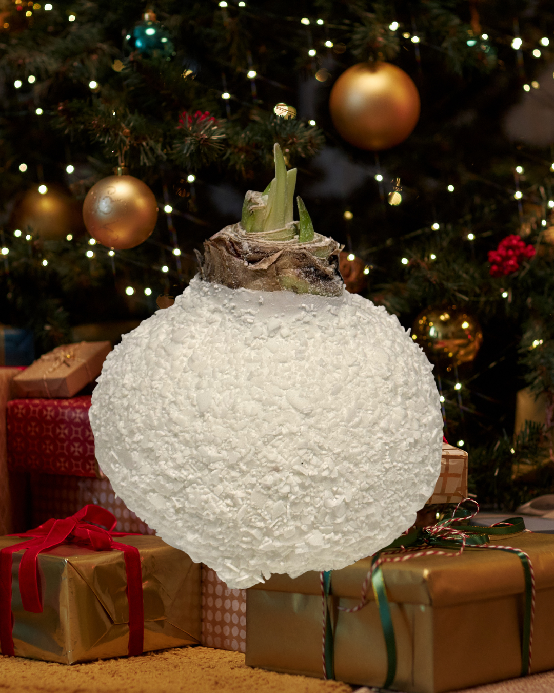 Weektopperrr: Elegante Wax Amaryllis – Bloeit vanzelf, geniet vanzelf!