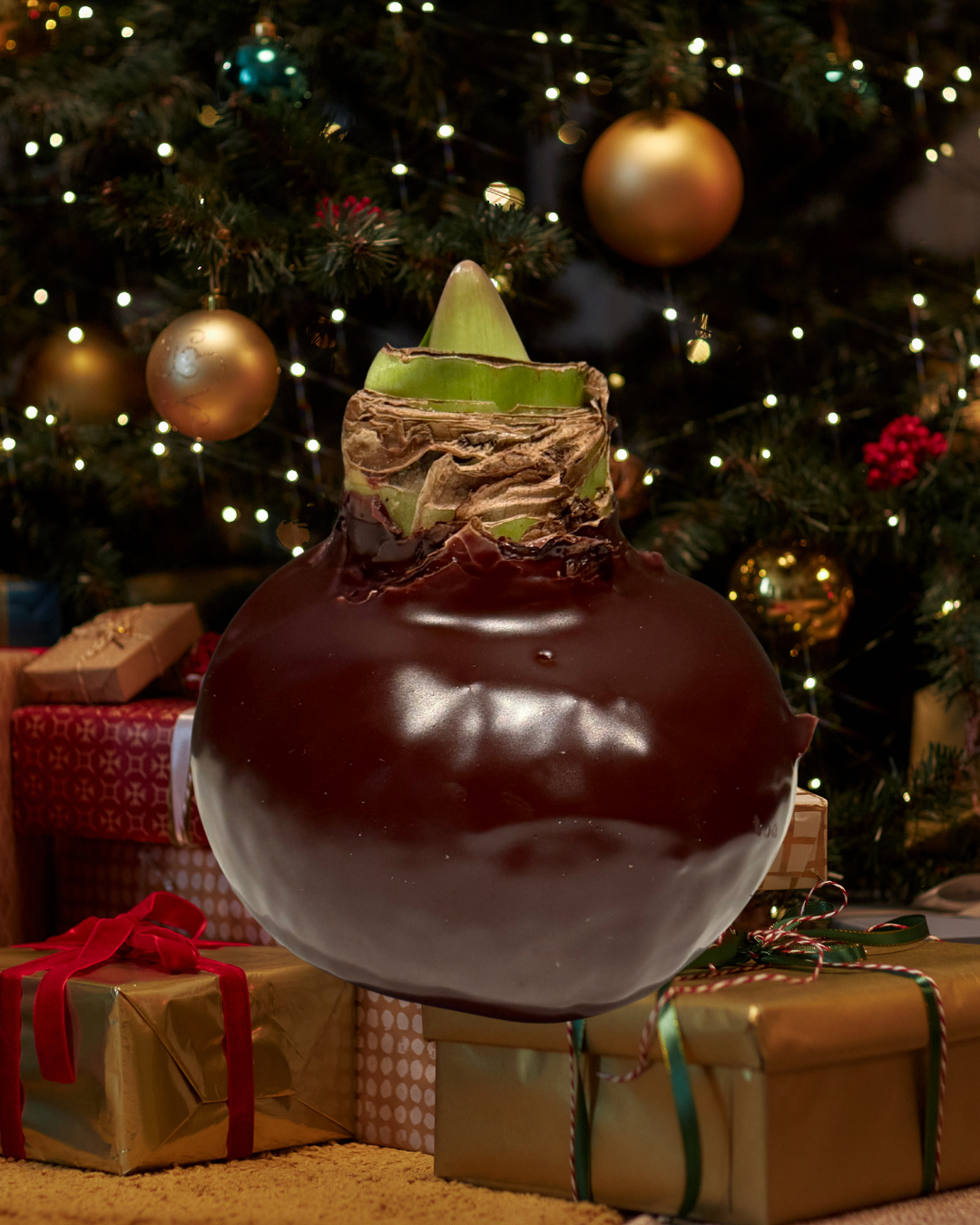 Weektopperrr: Elegante Wax Amaryllis – Bloeit vanzelf, geniet vanzelf!