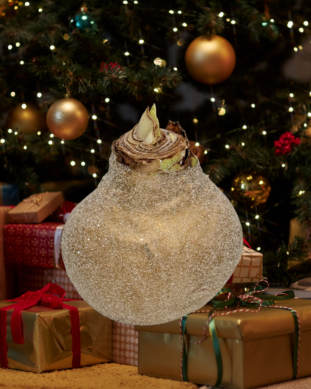 Weektopperrr: Elegante Wax Amaryllis – Bloeit vanzelf, geniet vanzelf!