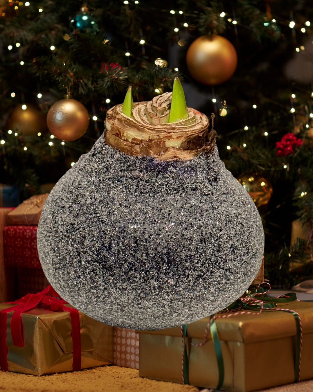 Weektopperrr: Elegante Wax Amaryllis – Bloeit vanzelf, geniet vanzelf!