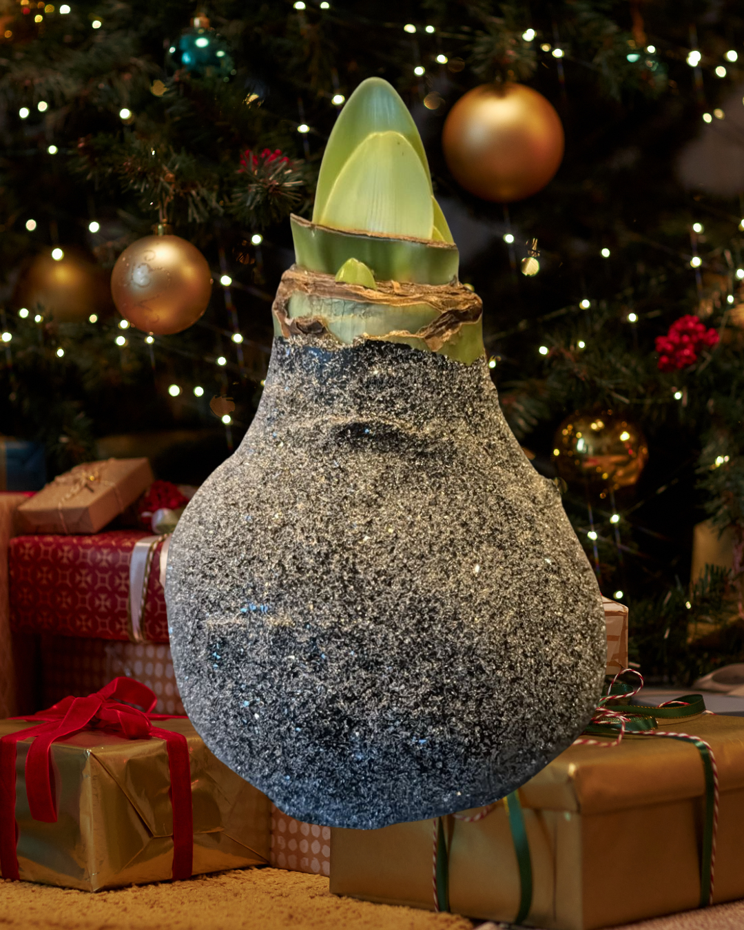 Weektopperrr: Elegante Wax Amaryllis – Bloeit vanzelf, geniet vanzelf!