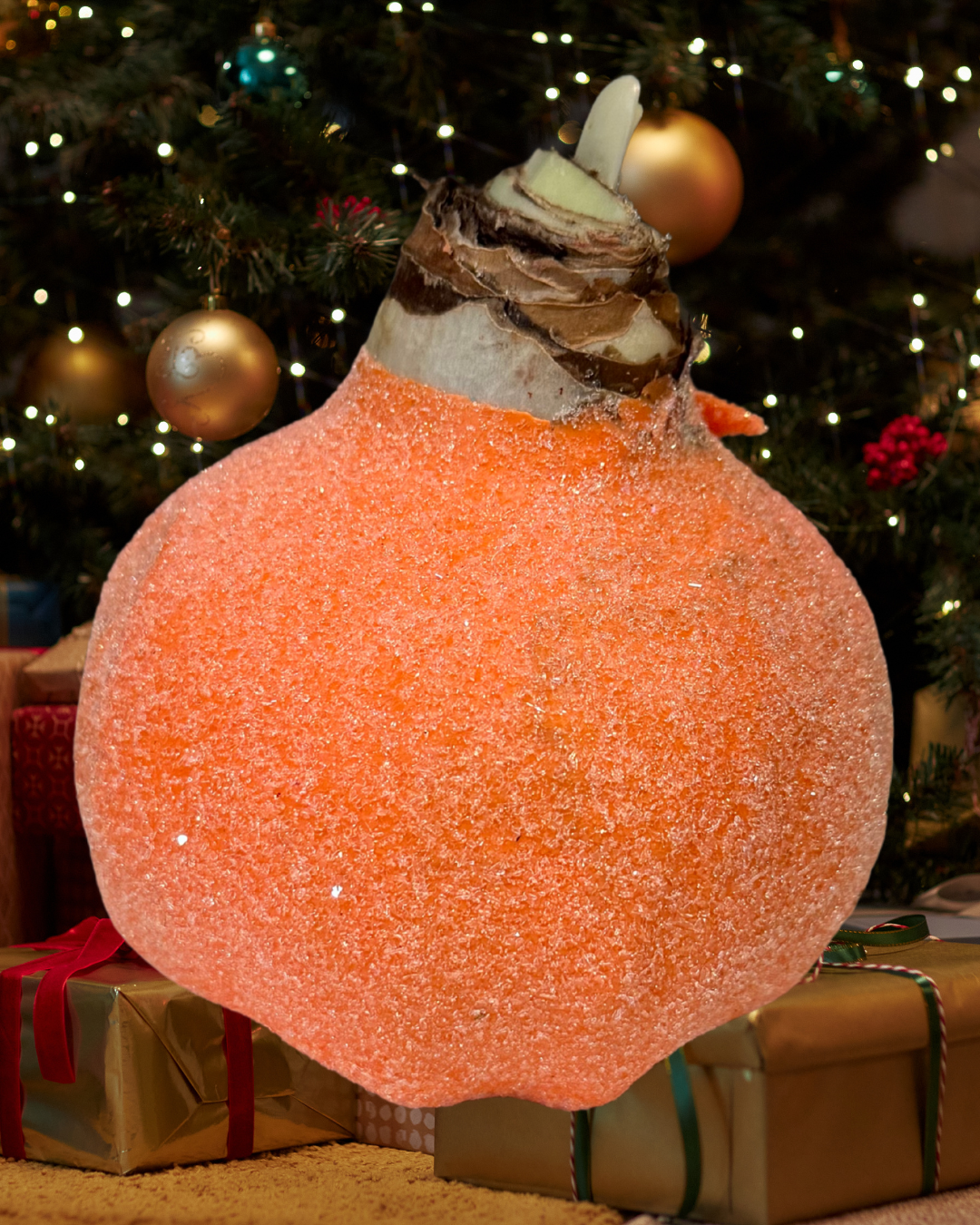 Weektopperrr: Elegante Wax Amaryllis – Bloeit vanzelf, geniet vanzelf!