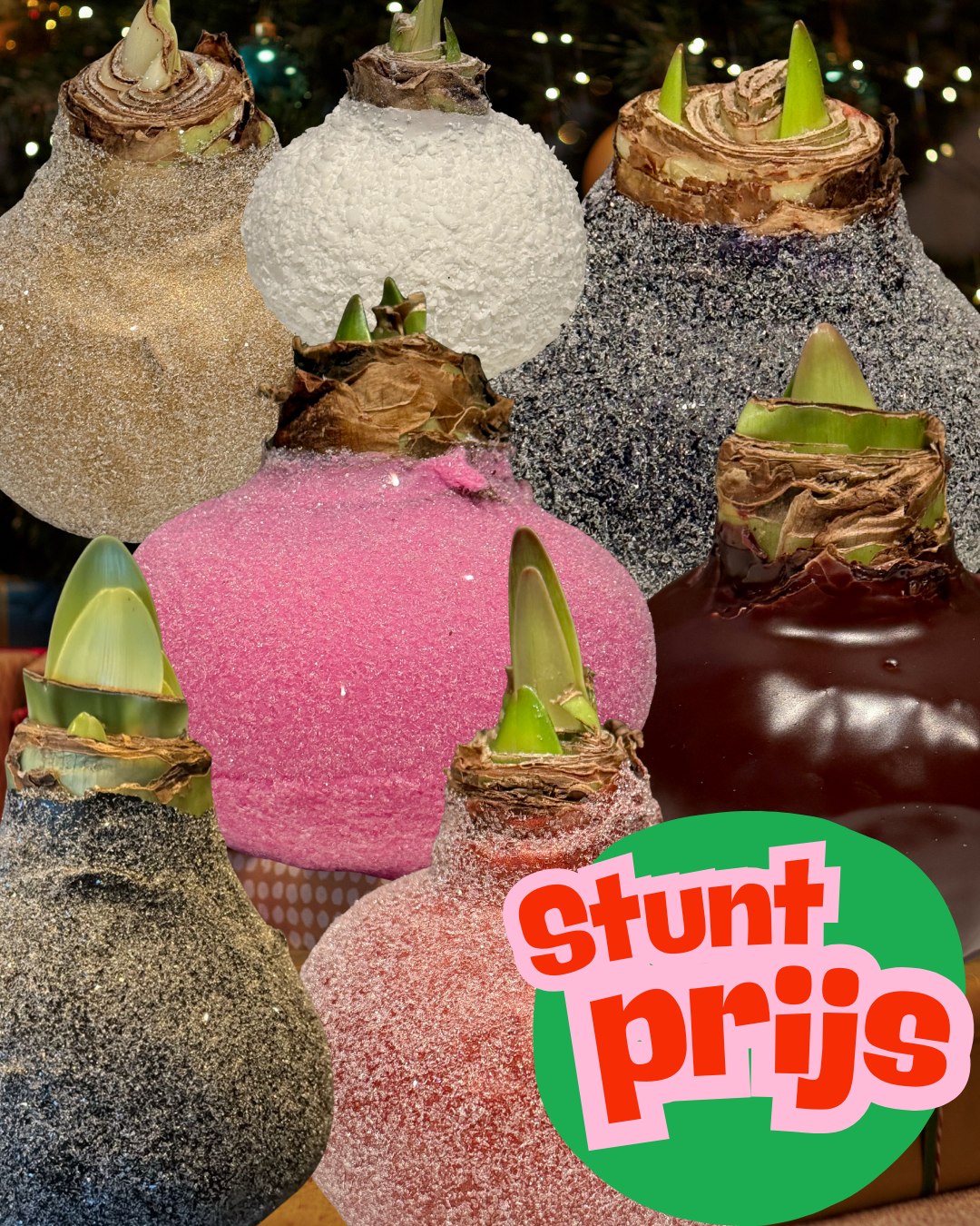 Weektopperrr: Elegante Wax Amaryllis – Bloeit vanzelf, geniet vanzelf!